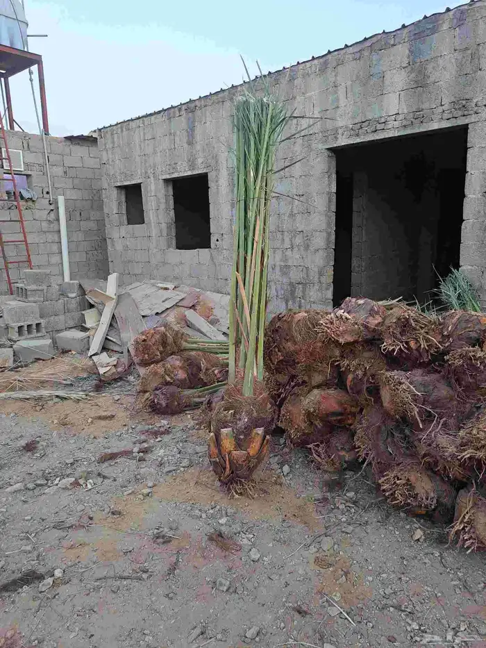 نخل للبيع عربي ووشنطني مكه المكرمه جده الطايف 1