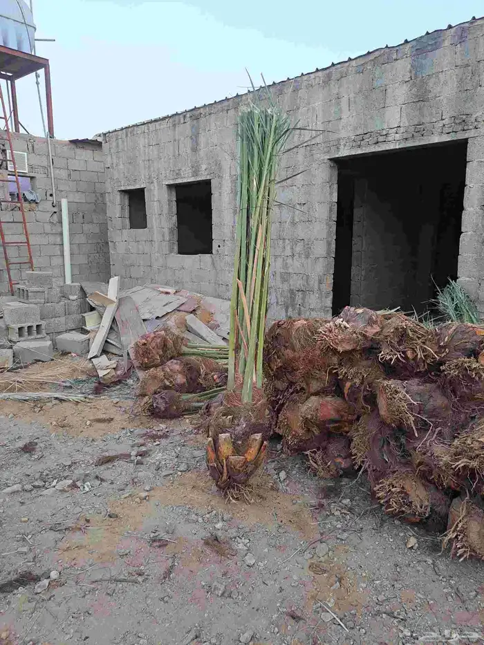 نخل للبيع عربي ووشنطني مكه المكرمه جده الطايف 2