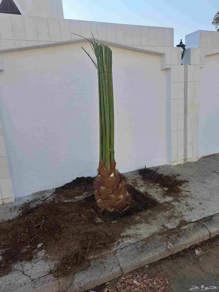 نخل للبيع عربي ووشنطني مكه المكرمه جده الطايف 5