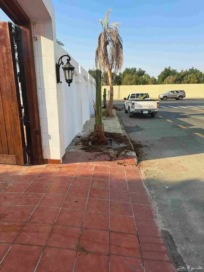 نخل للبيع عربي ووشنطني مكه المكرمه جده الطايف 3