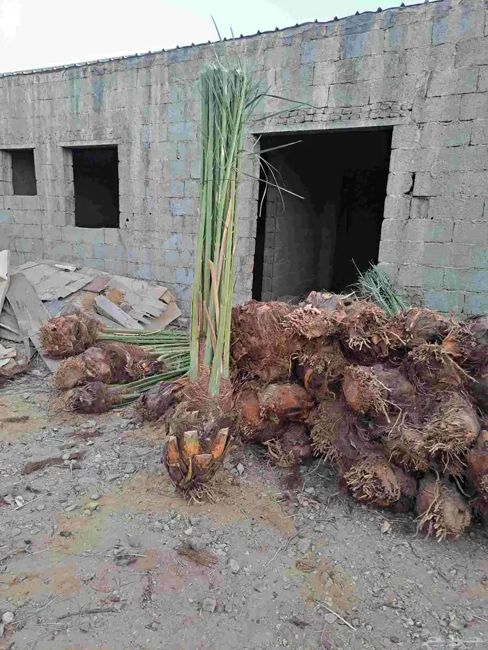 نخل للبيع عربي ووشنطني مكه المكرمه جده الطايف 0