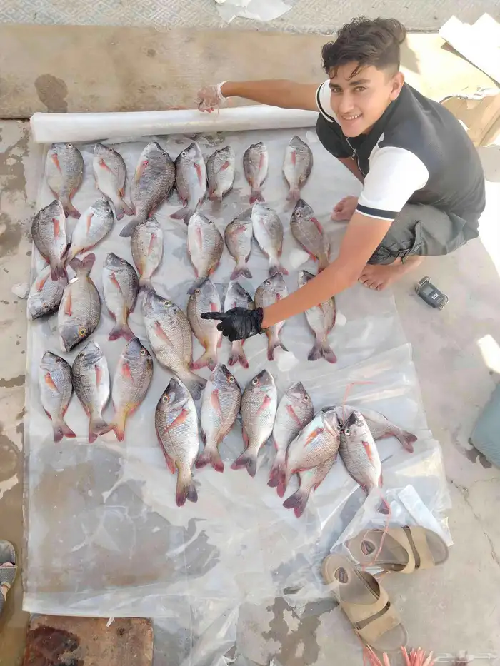 بإمكانكم حجز رحلتكم البحرية بمراسلة الرقم 1