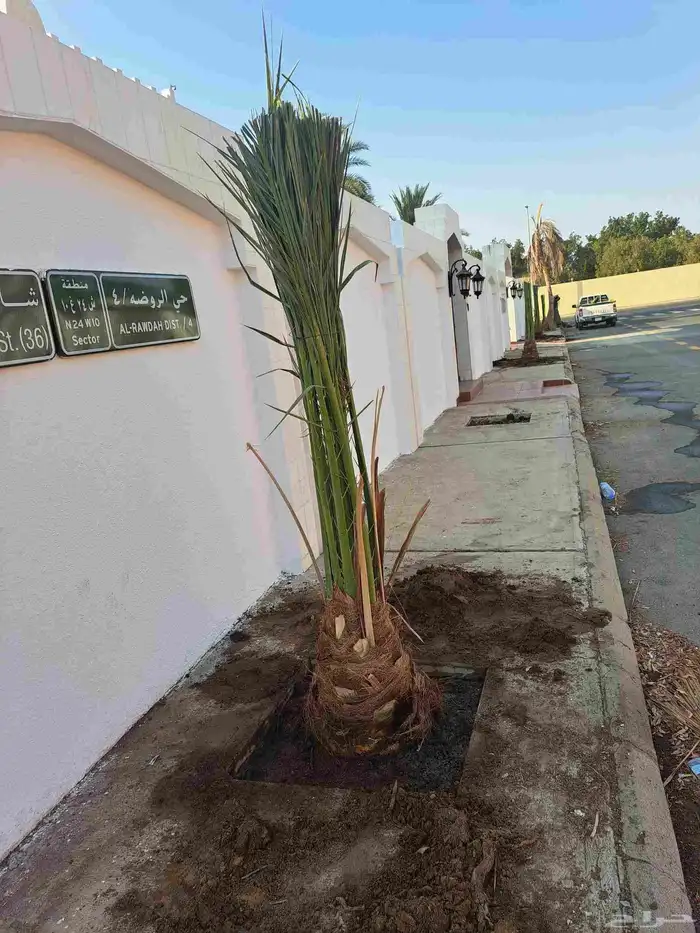 نخل للبيع عربي ووشنطني مكه المكرمه جده الطايف 4