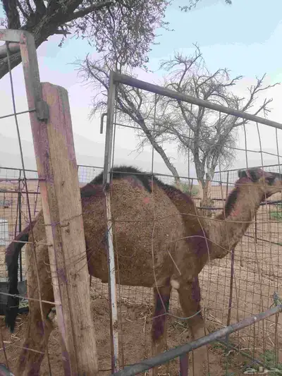 قعود للبيع index