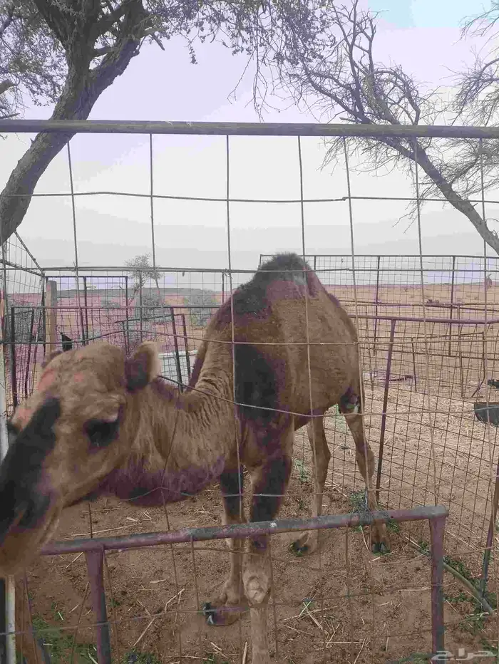 قعود للبيع 1