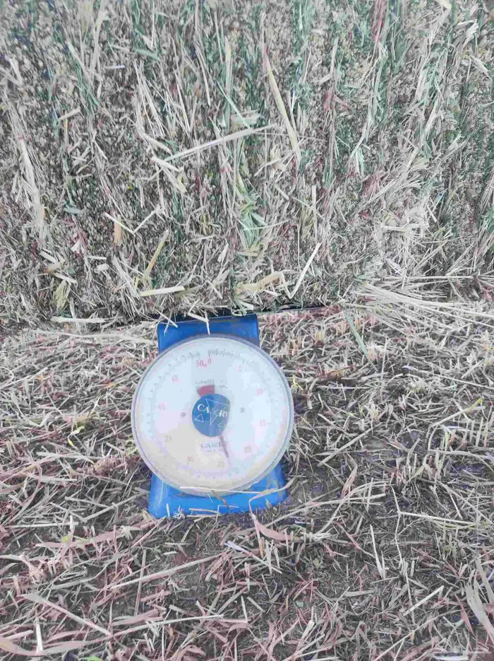 علف ذرة جيزانية ناعمة جدا  قصب 7