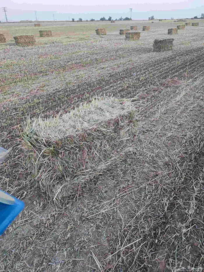 علف ذرة جيزانية ناعمة جدا  قصب 5