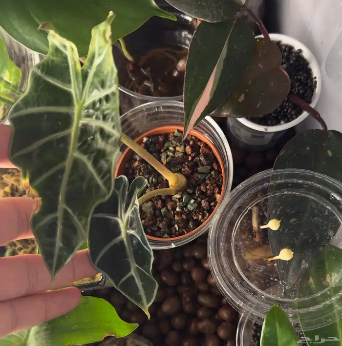 درنات ألوكاسيا بولي- آخر حبتين 0