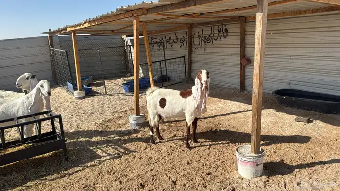 للبيع معزا عدد ثنتين مشاريك هولنديه شرط دفيع سلم سن وديد 7