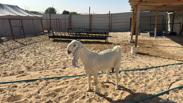 للبيع معزا عدد ثنتين مشاريك هولنديه شرط دفيع سلم سن وديد 5