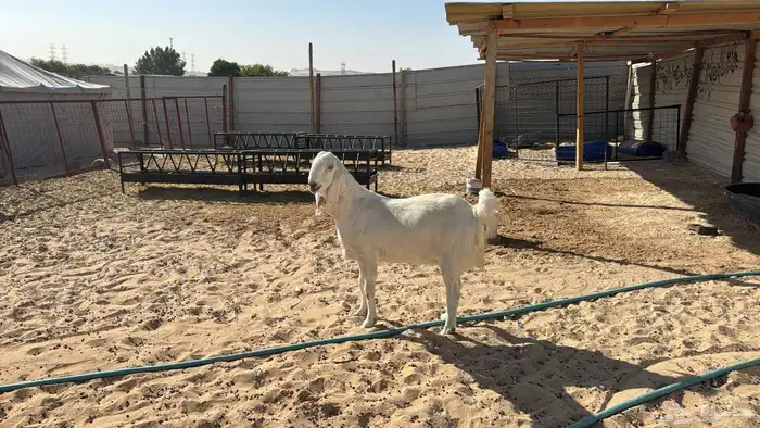 للبيع معزا عدد ثنتين مشاريك هولنديه شرط دفيع سلم سن وديد 3