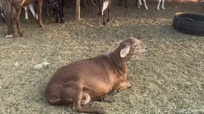 ضان سوكن ولد ودفيع index