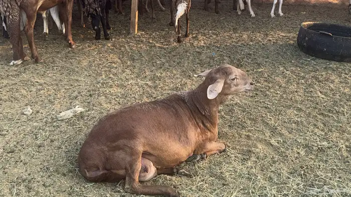 ضان سوكن ولد ودفيع 1