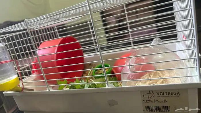 هامستر اليف صغير السن معى بيته واغراضه 2