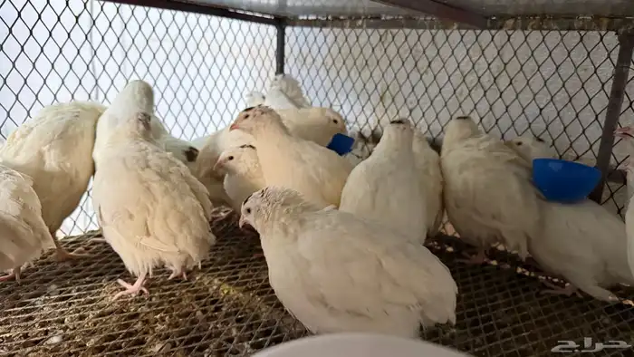 سمان تكساس العملاق 1