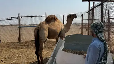 حمل شمالي مشروط index