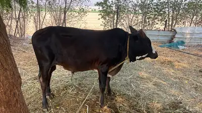 حسيل جرسي للبيع إلى يبغي فحل او يذبح مشاء الله تبارك الله index