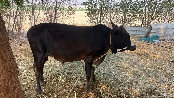 حسيل جرسي للبيع إلى يبغي فحل او يذبح مشاء الله تبارك الله 3