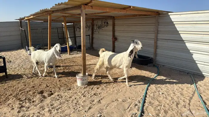 للبيع معزا عدد ثنتين مشاريك هولنديه شرط دفيع سلم سن وديد 6