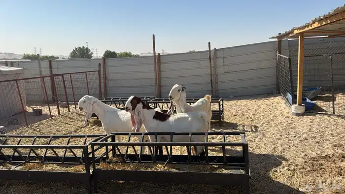 للبيع معزا عدد ثنتين مشاريك هولنديه شرط دفيع سلم سن وديد 8