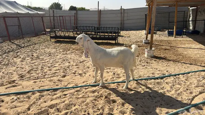 للبيع معزا عدد ثنتين مشاريك هولنديه شرط دفيع سلم سن وديد 4