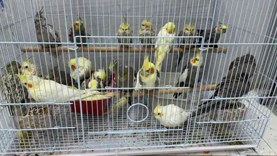 كروان 22 حبه index