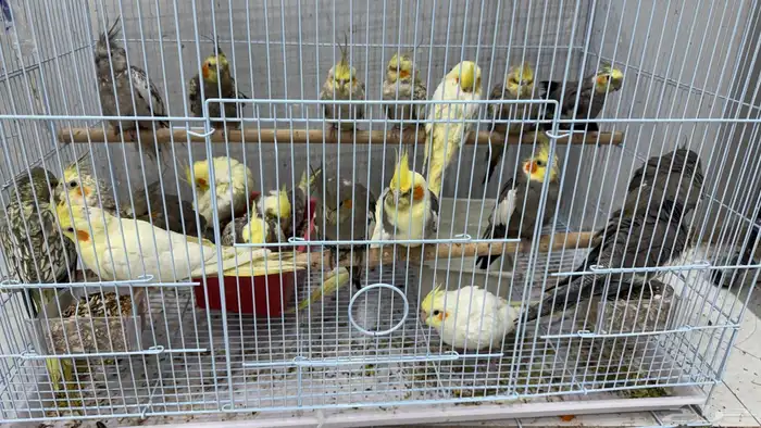 كروان 22 حبه 0