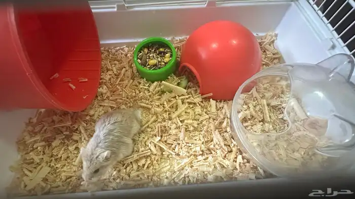 هامستر اليف صغير السن معى بيته واغراضه 0