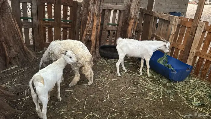 تيسين بلدي 0