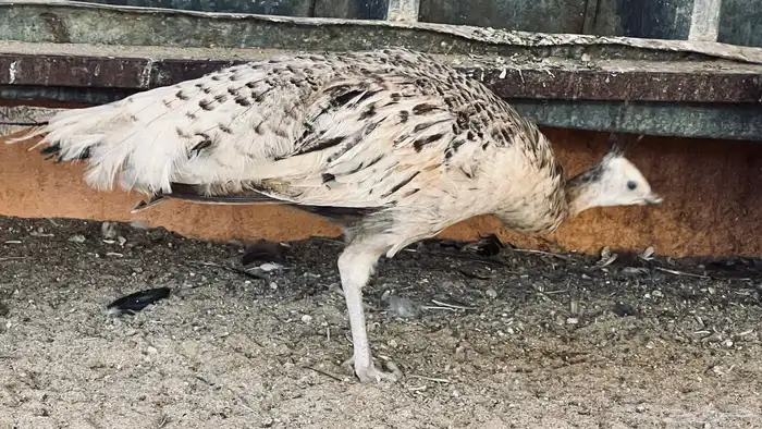 طاووس جوز بلاك شولدر للبيع في بيشة 1