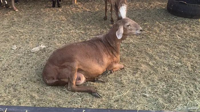 ضان سوكن ولد ودفيع 0