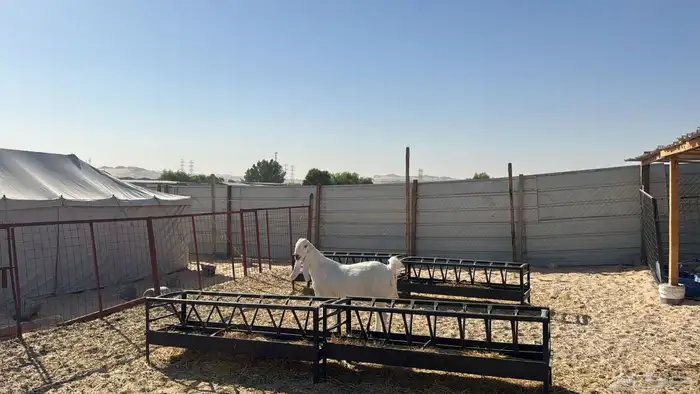 للبيع معزا عدد ثنتين مشاريك هولنديه شرط دفيع سلم سن وديد 2