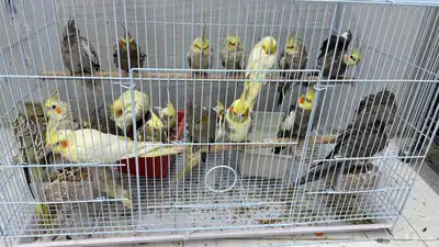 كروان 22 حبه index