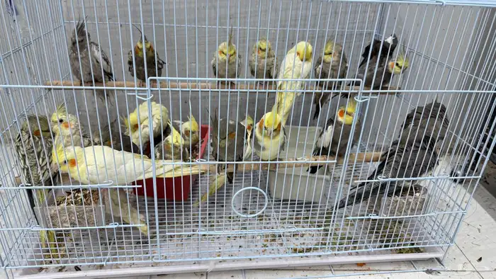 كروان 22 حبه 1