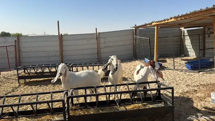 للبيع معزا عدد ثنتين مشاريك هولنديه شرط دفيع سلم سن وديد 11