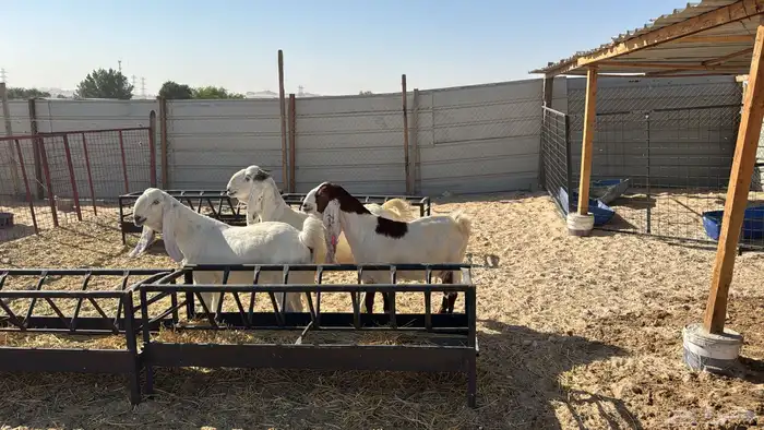 للبيع معزا عدد ثنتين مشاريك هولنديه شرط دفيع سلم سن وديد 10