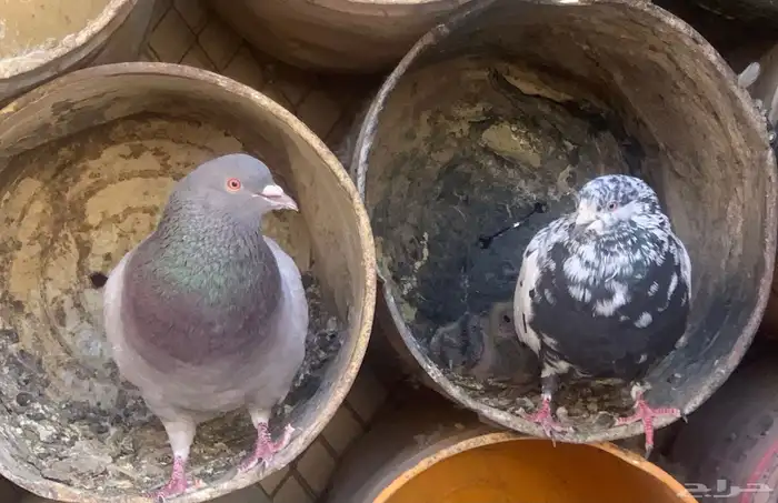 جوز مع فروخه 0