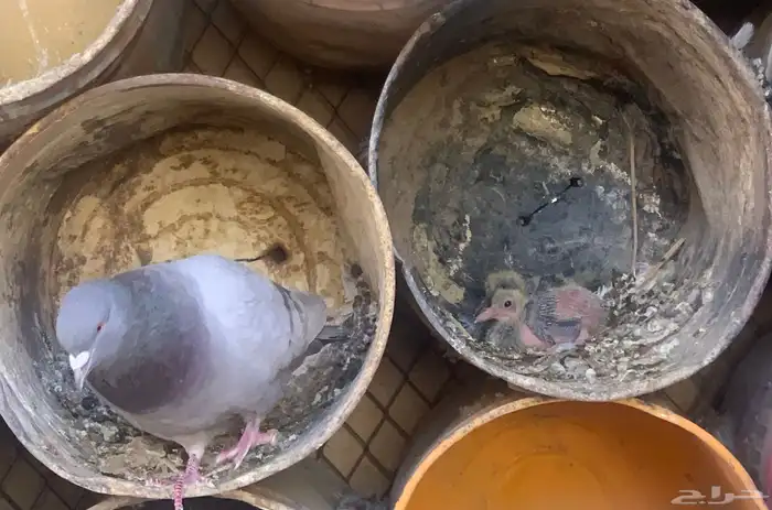 جوز مع فروخه 1