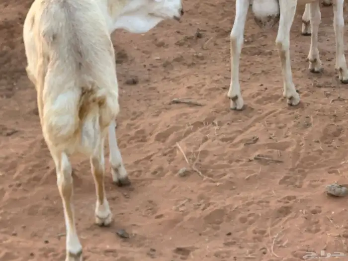 سواكنيات ورفيديات عمر 4 شهور مرابي 76