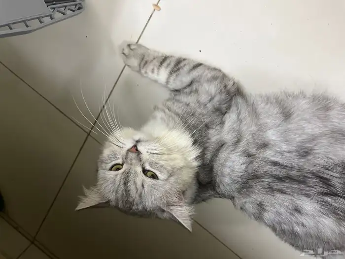 قط   للبيع أليف جدا ويصلح لتبني جدا حلو 0