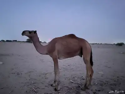 فحل مشروط index