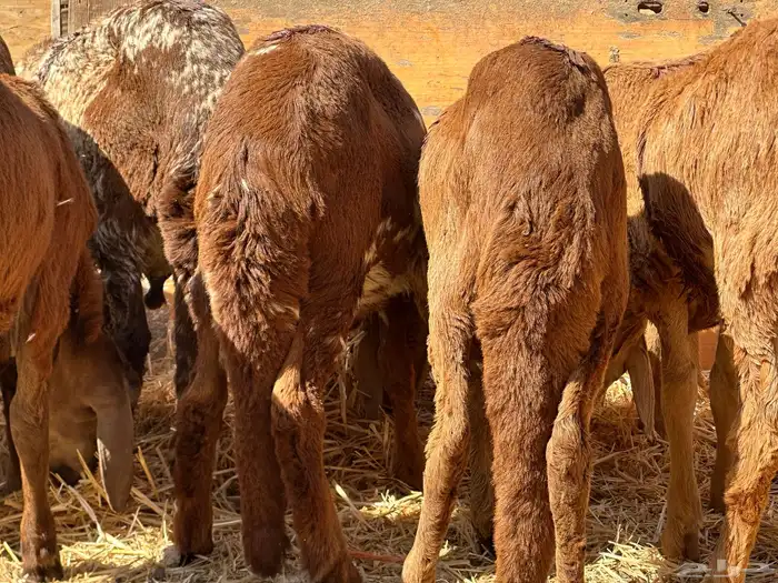 سواكنيات ورفيديات عمر 4 شهور مرابي 17