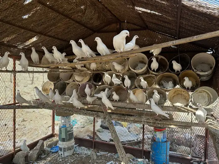 حمام فرنسي للبيع 1