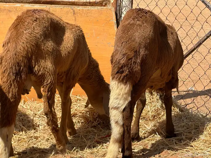 سواكنيات ورفيديات عمر 4 شهور مرابي 19