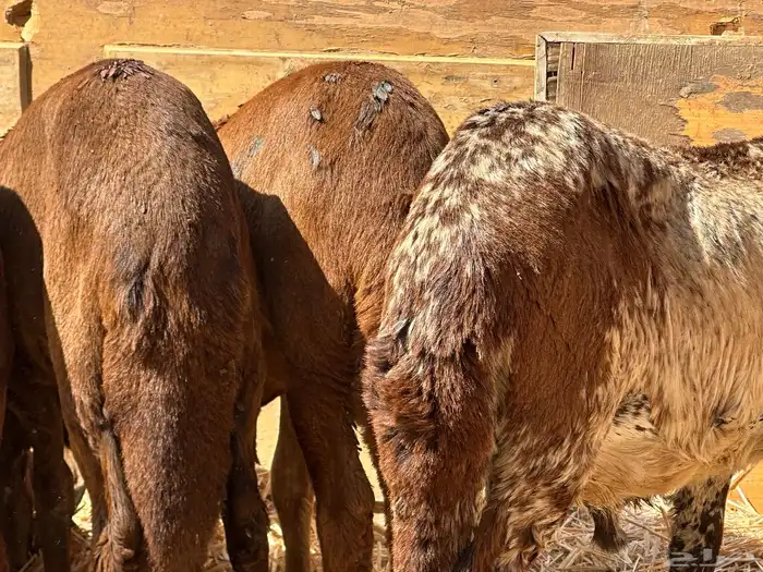 سواكنيات ورفيديات عمر 4 شهور مرابي 6