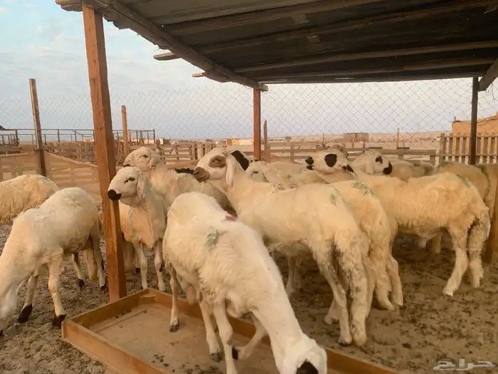 طليان سواكن جذعان ثلاجه 0