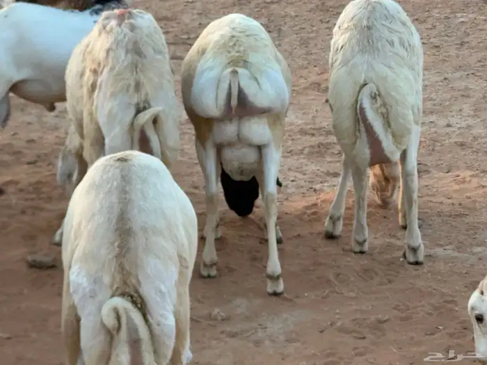 سواكنيات ورفيديات عمر 4 شهور مرابي 77