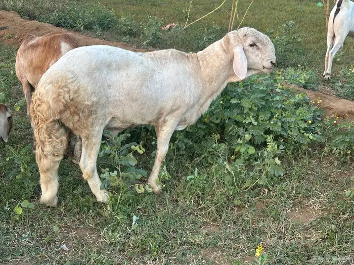 فحل سواكني ابيض درماني ثني 1