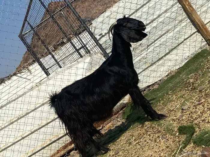 عنز حبشيه دافع 2