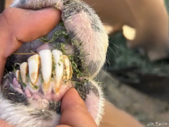 (تم البيع تم البيع ) 4